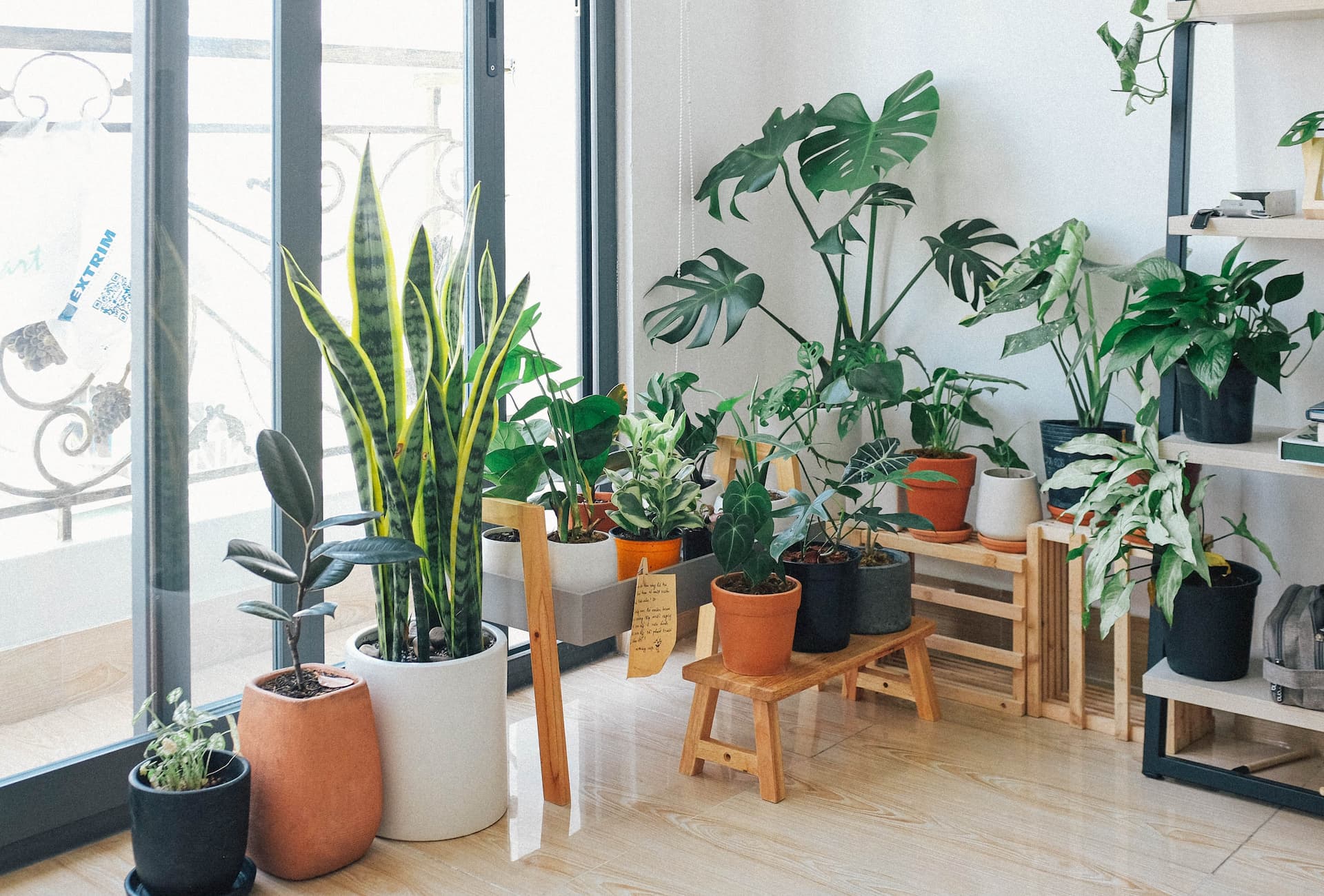 Plantas como decoración de una casa